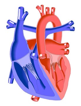 Transposition of the Great Arteries, L-Type